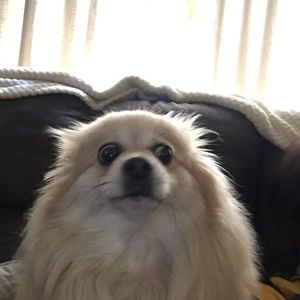 Meet your Posher, Adrian